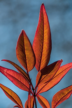 דיוקן של גברת בכתום