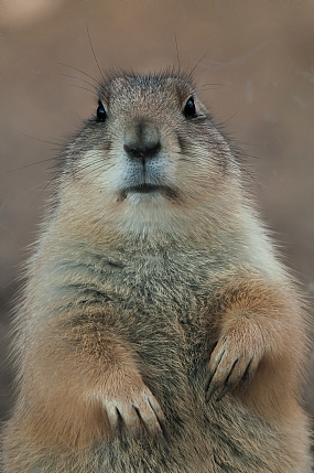 דיוקן של גברת עם פרווה