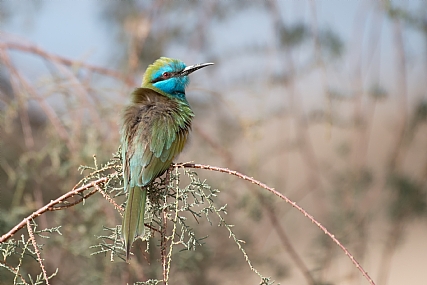 שרקרק גמדי 2
