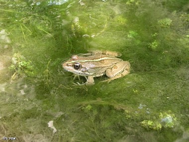 צפרדע בנחל בצפון