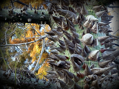 עץ לפאקירים.