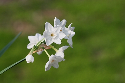 נרקיס ניירי
