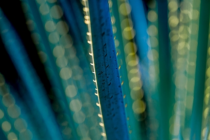 אורות אלוורה