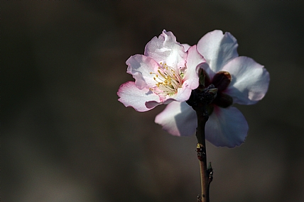 ט"ו בשבט מגיע
