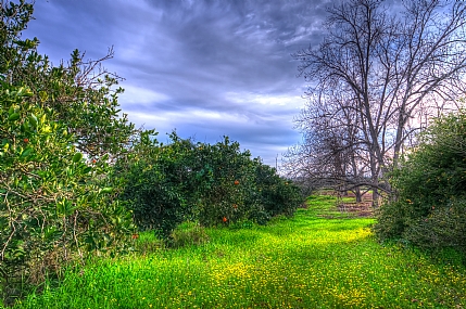 דרך הפרדסים