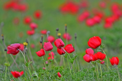 ארץ ישראל יפה