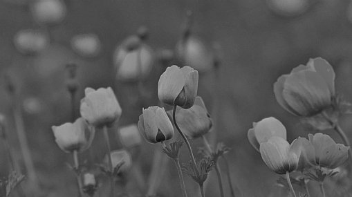 לא רק באדום