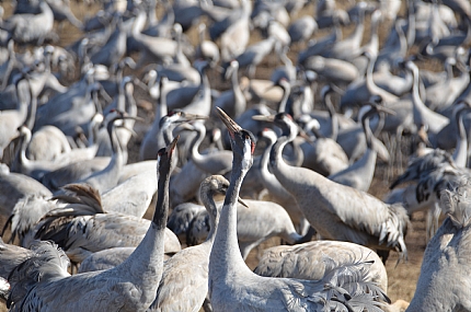 בליל צווחני