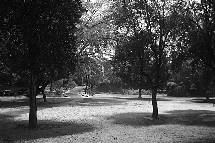 צילום: תחיה  פוגל 