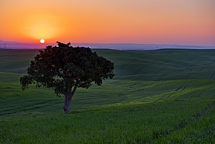 בוקר טוב עץ בודד