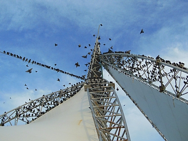 זרזירים על המפרש