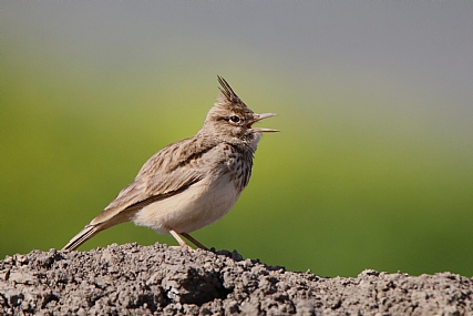 עפרוני מצויץ