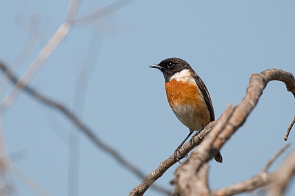 דוחל בתצפית..