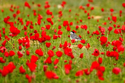  נחליאלי באדום
