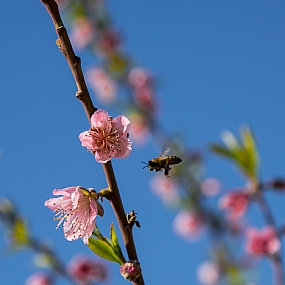 פריחת השקדיה