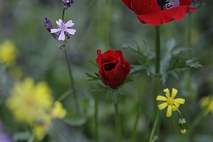 חגיגת צבעים