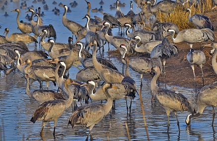 עגורים,עגורים.