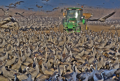 אוכל,קדימה אוכל