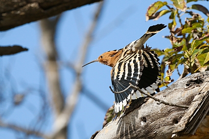 מניפה בין הענפים