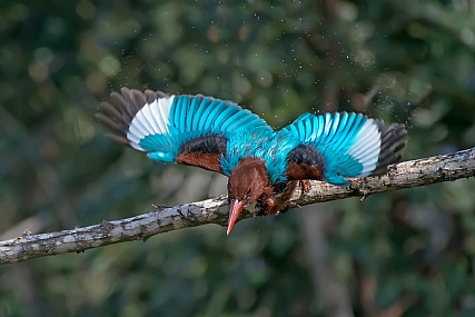 מתכונן לצלילה