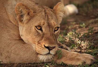 מנוחת צהריים .........