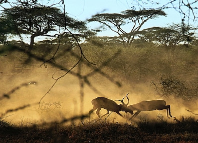 קרב אנטילופות