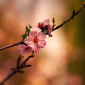 ענף השקדייה