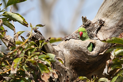מציצה ממחבואה..