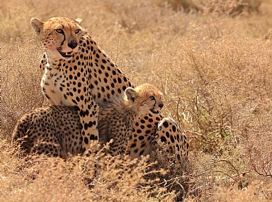 אמא ובן .........