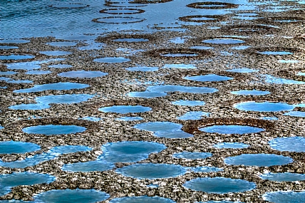 לגידול דגים