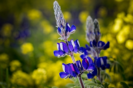 spring flowers