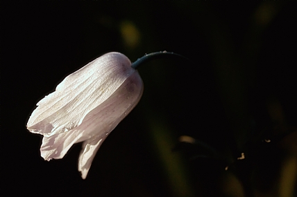 הפרח המתבייש
