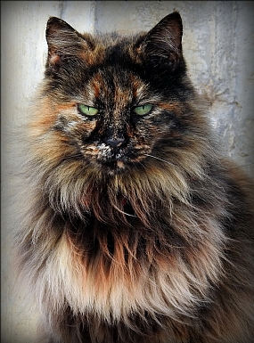 ועוד ממכחולו של ה' ...