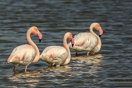 לצעוד בשורה