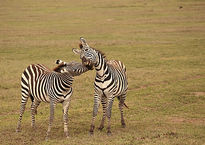 לא לנשוך ............