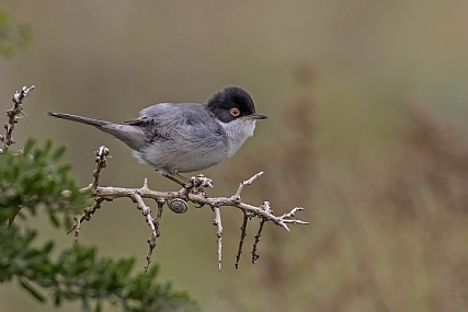סבכי שחור ראש