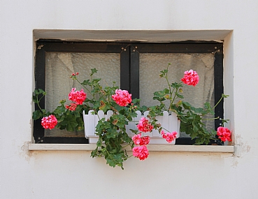 שומרי יופי והסביבה 