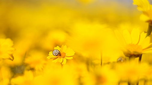 מינימליזם צהוב