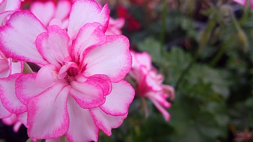 יופי חיצוני