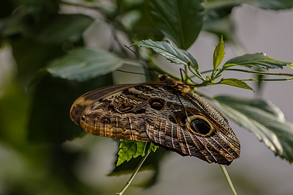 תלוי במהופך