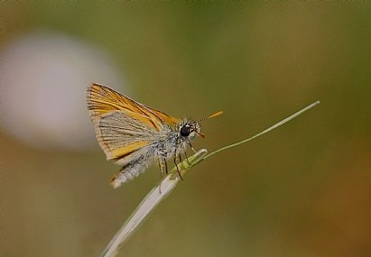 הספרית הנשרן