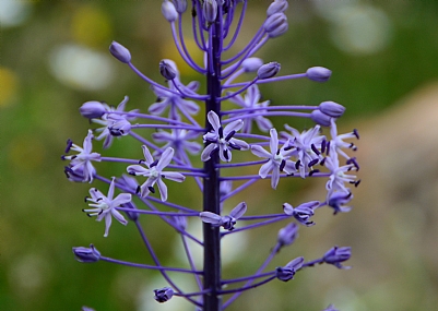 קונסטרוקציה