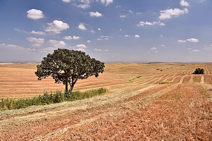 זה עתה נחרש