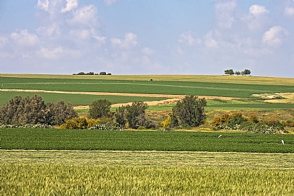 צילום: רפי אבקסיס