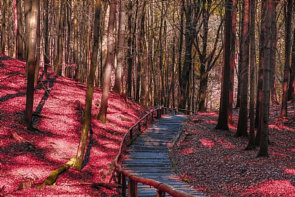היער באדום | יער חורש חורשה עץ עצים שלכת אדום ורוד סתו עונה שביל דק נתיב דרך