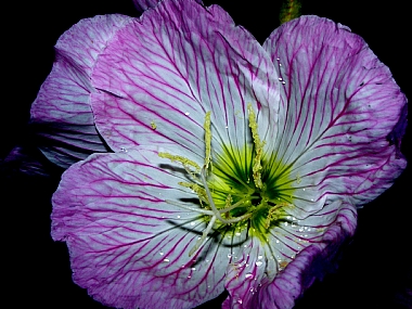 אולטרא סגול