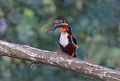 לבן חזה וצפרדע