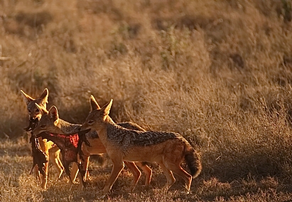 ארוחת צהריים....