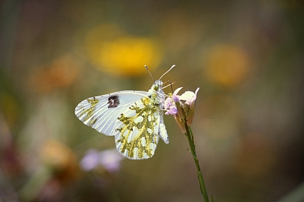 פרפרים בבטן