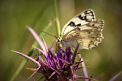 שחור לבן וורוד